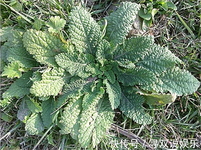 农村|农村有一种称之为“癞蛤蟆”草的植物,没想到它能治这么多病!