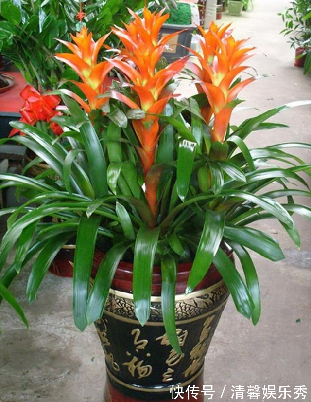 寓意|7种寓意“旺财”的花,适合养在家里,看着就有好兆头