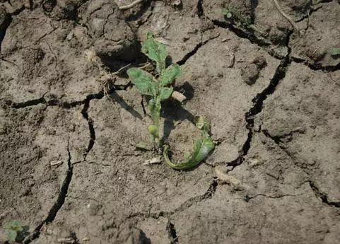 盆土“邦邦硬”，来点自制“松土剂”，半个月土壤松软，正好养花