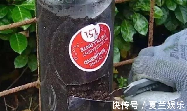 捡回7个塑料瓶,养成空中菜园,变废为宝,吃上绿色蔬菜