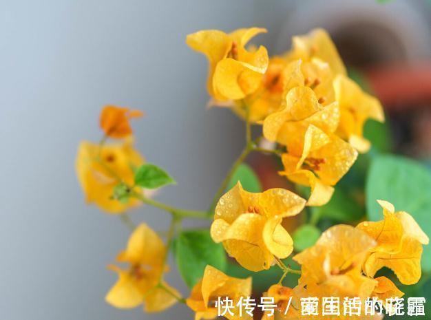 施肥|能把三角梅养爆的人,都很大方,从不“吝啬”这3样东西