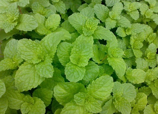 立秋后,常用此叶子泡水喝,消炎杀菌,清凉润喉,老人小孩都适用