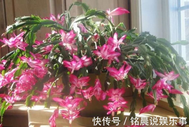 养花|4种花是花界“美人”，绚丽多姿，疯狂开花，养在阳台极美