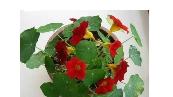 满天星|不会养花不要紧!以下植物埋土里就能爆盆,比绿萝还容易养!