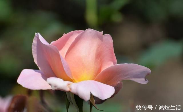 兰花|这3种花不好养,能养旺、开花的人,都是高手