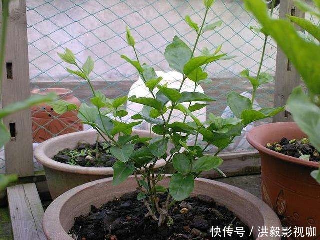 茉莉花|茉莉修剪专挑出头枝，抓住机会，一个月后还能有花赏！