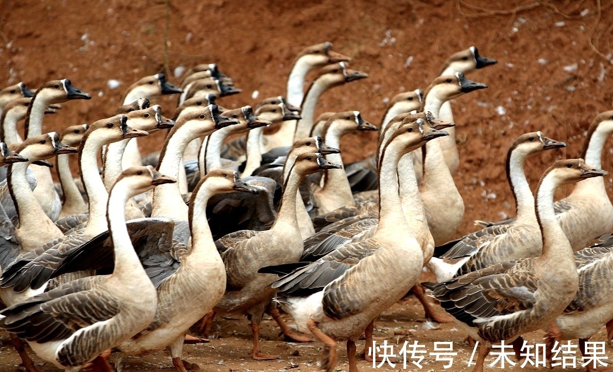 小学教材&《周易》早该选进小学教材了!看看《渐》卦说了什么