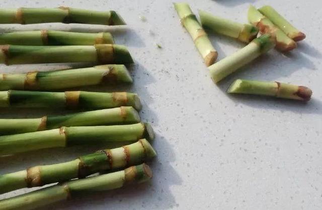 富贵竹不生根这种“液体”泡10天,冒出一圈小白根,再不黄叶