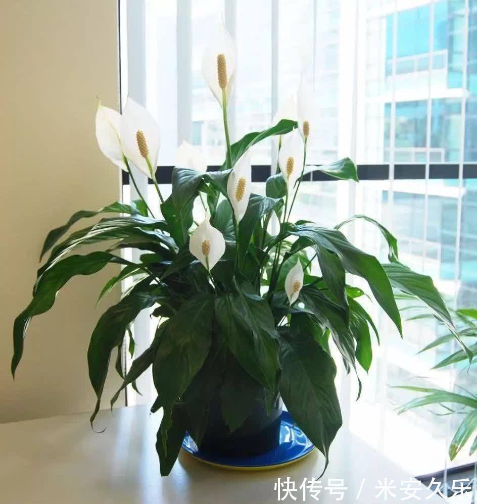 网纹草|室内养什么花好？这4种“耐阴花”，花叶俱美，很好养