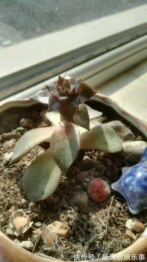 大和锦|多肉长残的照片,看一次笑一次,根治各种抑郁