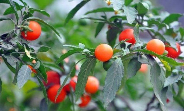 4款艳美的花卉，花大色艳花期长，开花就爆盆，不易生病好养护