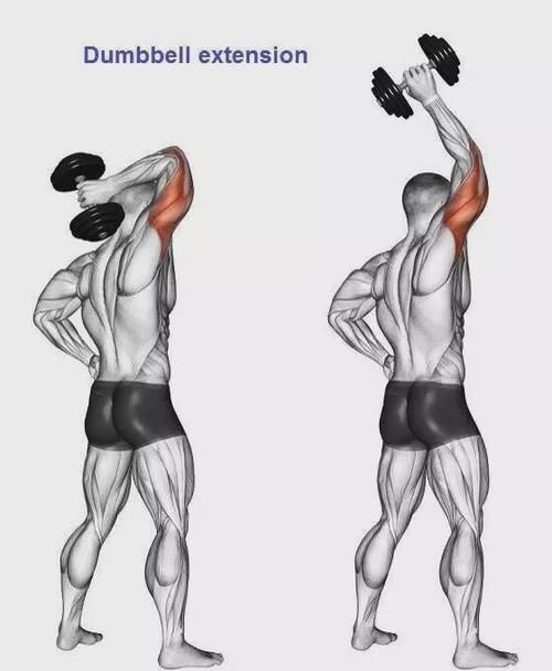 弯杆|最全的肱二三头肌训练图解，漂亮手臂必备！