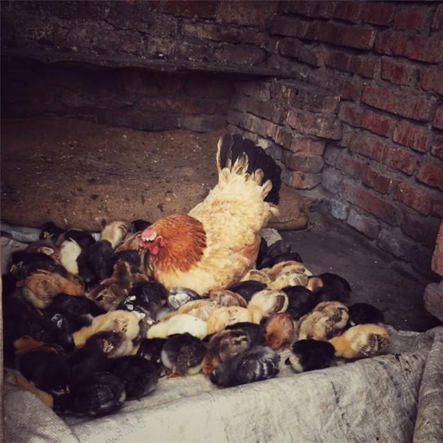 歇后语#老祖宗留下的8句歇后语,唯美经典,触动人心!