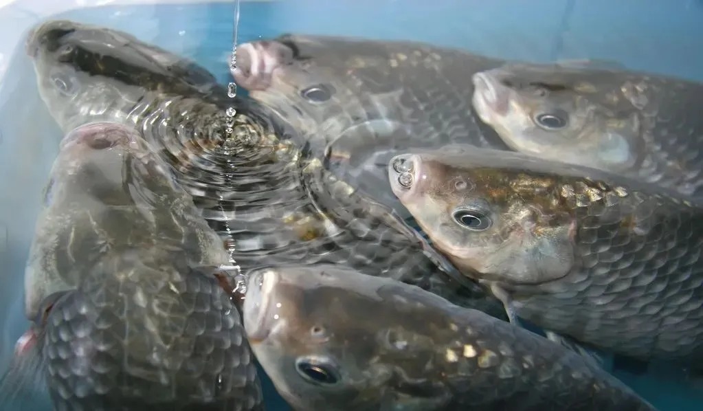 秋末冬初,钓鲫鱼,浅谈子线和钩型的实用选择技巧