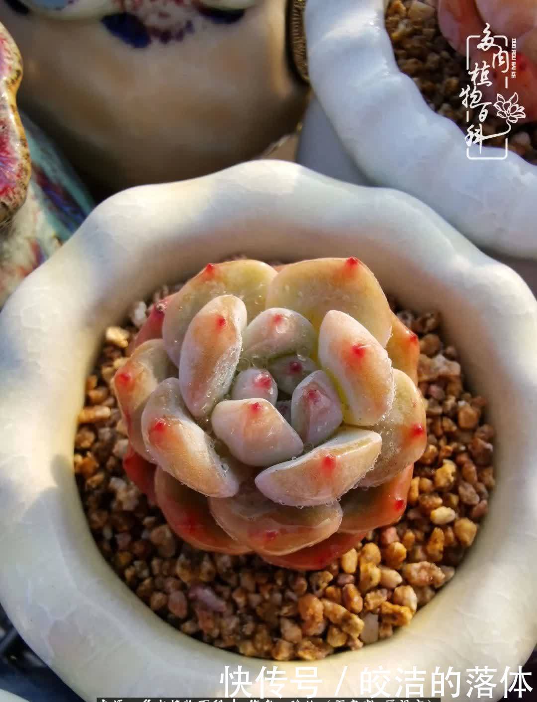 百度|我与多肉那些不得不说的故事!