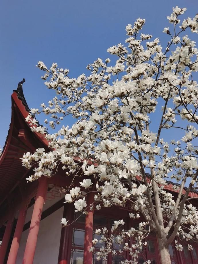 樱花、梅花、玉兰……武汉春意盎然，江滩风光醉人