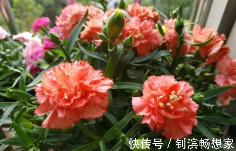 家里就养“4种花”，给点阳光就灿烂，人见人爱，养100盆也不多！