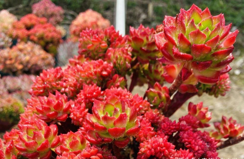 多肉|多肉蒂亚徒长夏天也能砍头，但要注意这四个细节才能成功爆侧芽