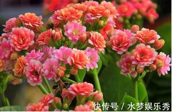 “4种花”漂亮易爆盆,想养死都难,开花不断,四季有花赏!