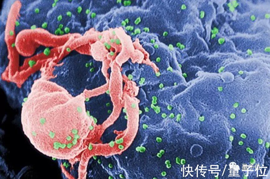 自愈|全球第三位艾滋病痊愈者出现，靠脐带血干细胞新疗法抵抗病毒