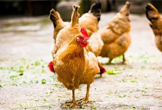 杀鸡时,鸡肚子里有一大块“黄油”,是丢掉还是吃进去?涨知识了