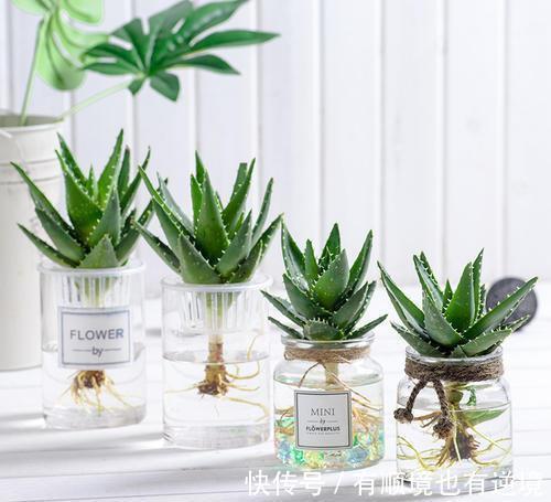 芦荟盆栽越长越大,如何给芦荟进行修剪,要注意什么