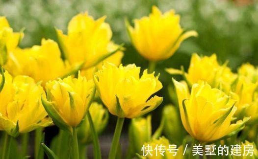 阳台上|农历8月5日开始，养这几款植物，养家里赏心悦目，常年开花不断