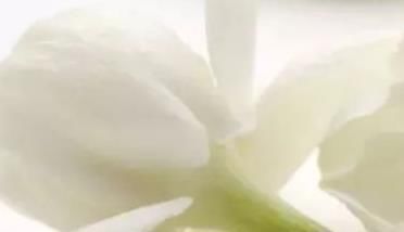 养护茉莉花爆满盆有诀窍,养花高手都这样做,轻松开花长达一年