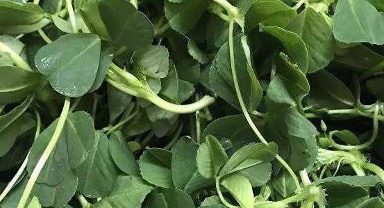 甜菜叶|女人想皮肤好,4种食物要多吃,滋阴补阴,祛皱淡斑,增强免疫力