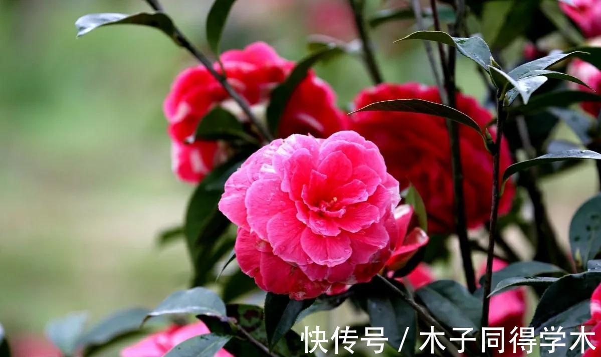 水溶肥|室内养花需注意，因为老话“花旺人不旺”，那可以养的花有哪些？