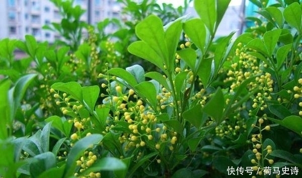 浇水|这种植物，有兰花的香气，树的气质，还比兰花好养，一开就半年！