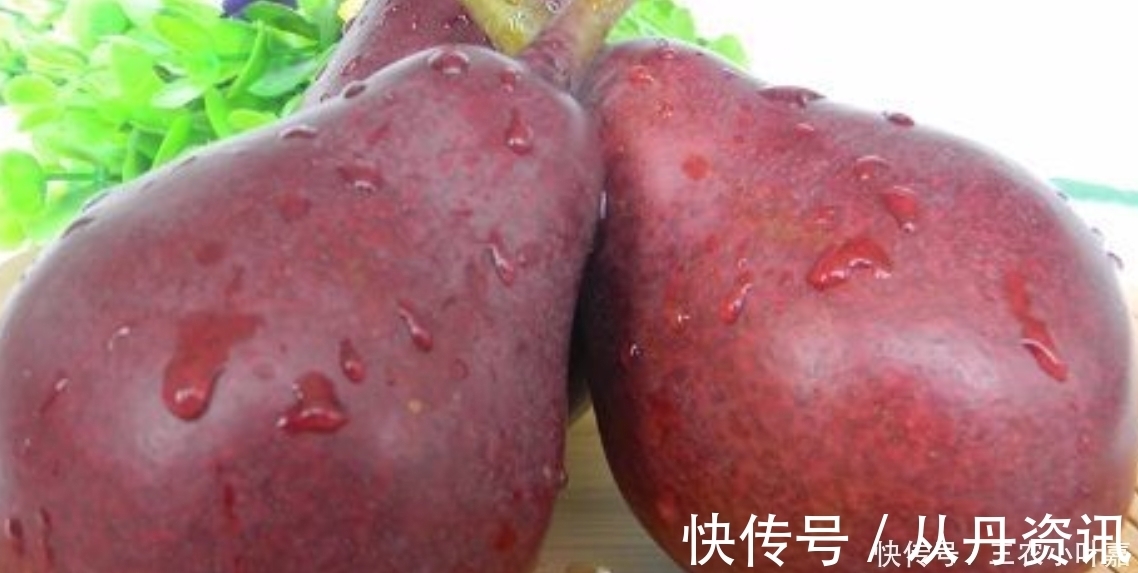 啤梨|乡下一种普通的野果,被发现很高的营养价值,现在要人工养殖