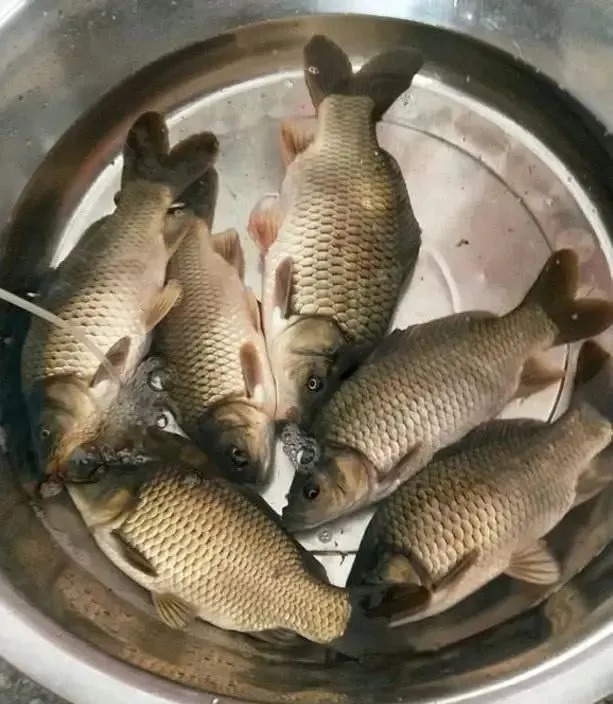 初冬野钓,一补窝就停口?老钓友用3招让鱼进窝就不想走!