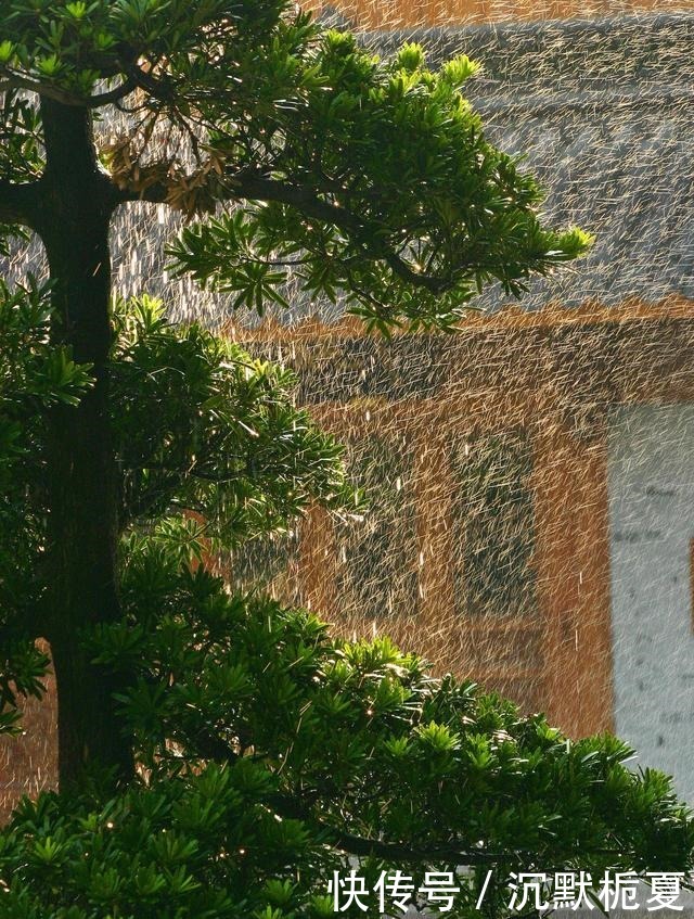 有院子就种4种树,老祖宗留下的“顺口溜”,不是没有道理!