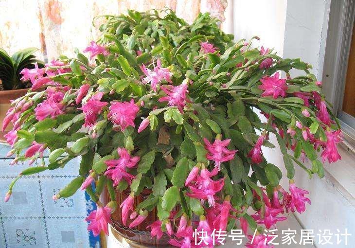 养花|秋季养蟹爪兰，做到“三勤一少”，花儿绽放早