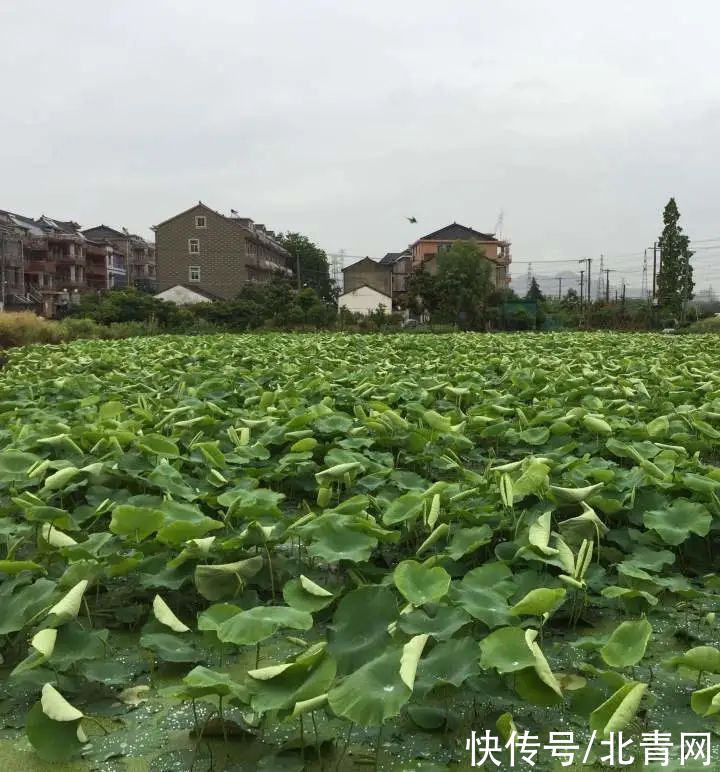 老鸭煲|老鸭一天卖掉2000只！立秋后吃啥？浙江营养学博士私房菜谱来了