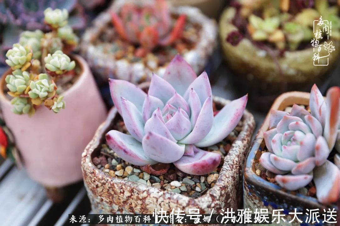 橙梦露|笼子里露养的多肉，越养越美！有多肉的日子伴着小确幸！