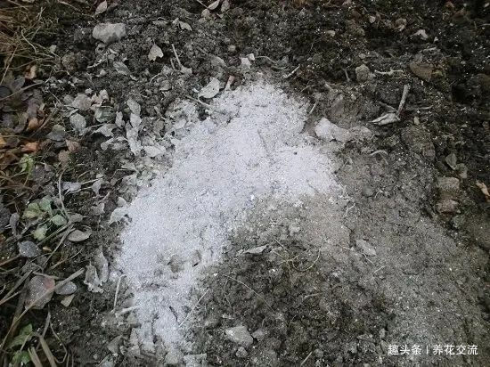 在家里养花时,肥皂水、鸡蛋壳或煮菜的水别丢,是可以用来养花的