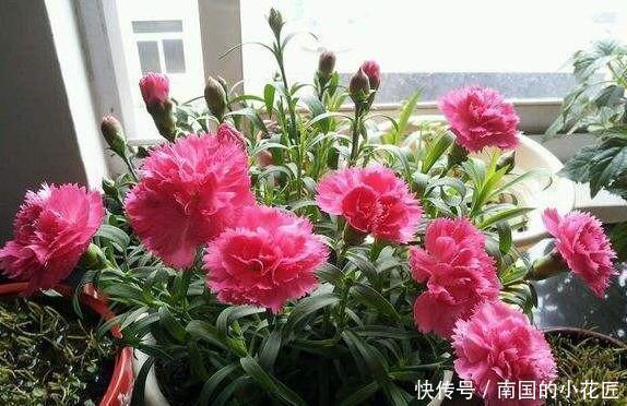 枝条|此6种漂亮花儿,遇土即活,一年四季常开花,花朵多,轻松养爆盆