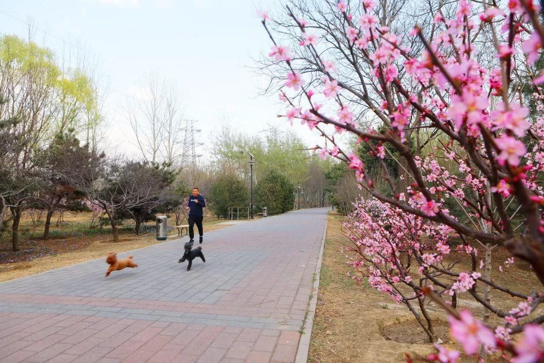 北京小众赏花地，二月兰花海迎客，免费景美，可惜没水