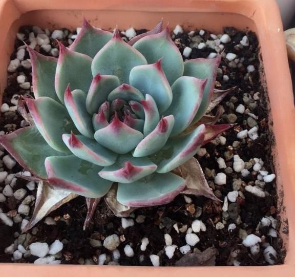 想养多肉但怕养不好？那就选择“它们”，不仅可爱极了，还超好养