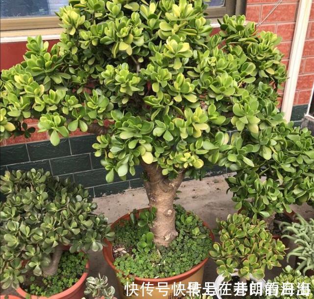 天冷|天冷了,15种漂亮花喜欢“大太阳”,多晒长得壮,花更多