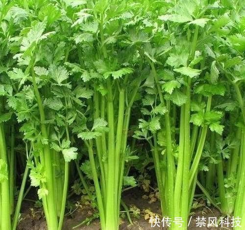 排毒養(yǎng)顏|女人不想老得快，臉上爬滿皺紋，4種蔬菜，調(diào)節(jié)內(nèi)分泌，美容養(yǎng)顏