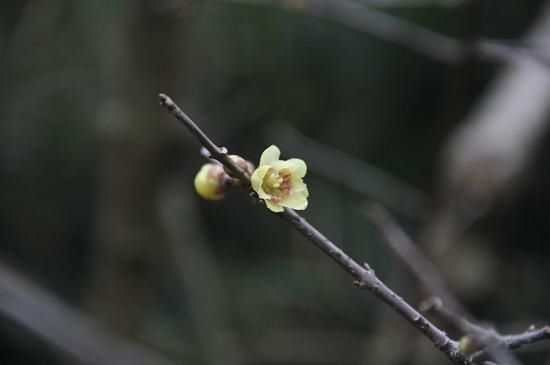 寻香访|来植物园寻香访蜡梅