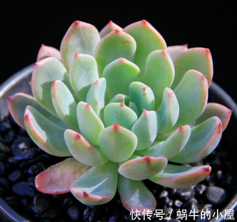 你需要知道的多肉翻盆小技巧，学会这几招彻底打破肉肉僵苗魔咒