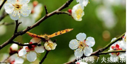 春宵一刻值千金！您知道有哪些一两句千古流传，却很少有人能全篇背过的诗词吗