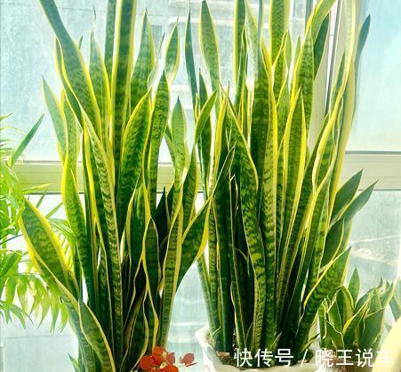 小芽|冬天虎皮兰,正在“虚弱期”,注意3个要点,小芽一个接一个