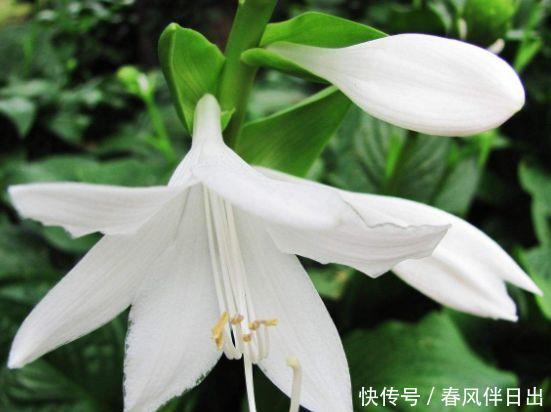 5种花是爆盆能手，开起花来“拦”不住，不仅花好看，名字也好听