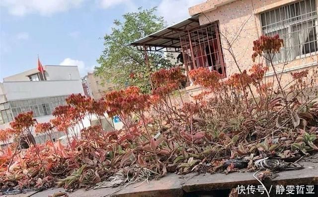 家庭养6种花“要当心”，容易出现“生物入侵”，天天起来要清理