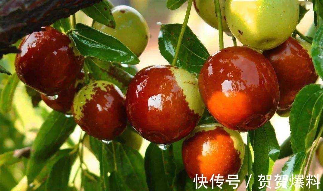 家有五树,儿孙都富!有院子建议栽5种树,看花,收果,寓意吉利